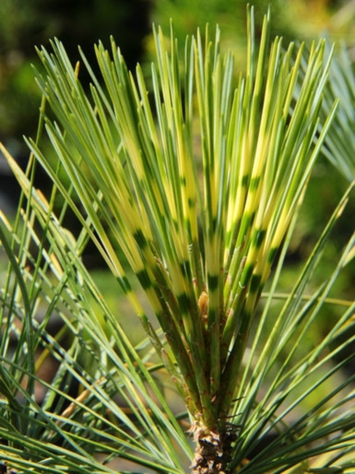 Zebrina Himalayan Pine - Pinus wallichiana ''Zebrina'' (Himalayan Pine) from Betty's Azalea Ranch