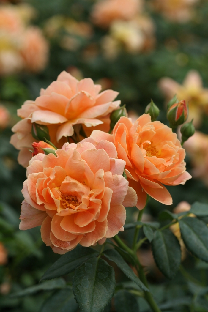 At Last® Hybrid Tea Rose - Rosa ''HORCOGJIL'' PP27541, Can 5631 (Hybrid Tea Rose) from Betty's Azalea Ranch