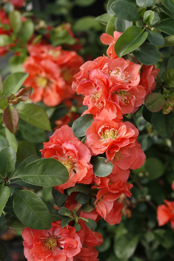 Double Take® Peach Flowering Quince - Chaenomeles speciosa ''NCCS4'' PP30231 from Betty's Azalea Ranch