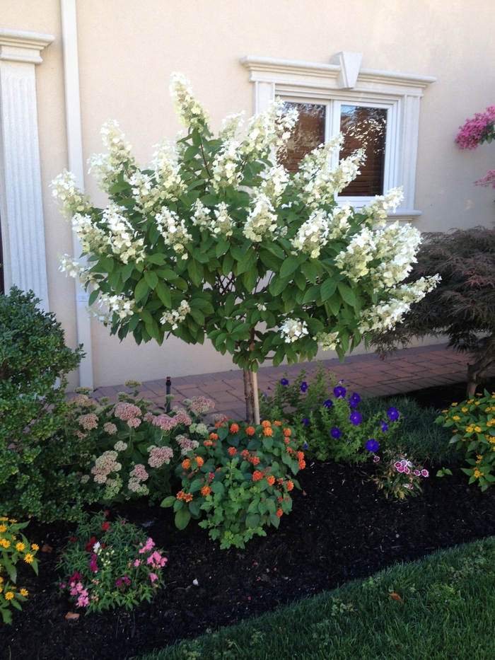 Limelight Hydrangea - Hydrangea paniculata 'Limelight' from Betty's Azalea Ranch