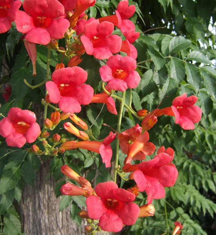 Madame Rosy® Trumpet Creeper - Campsis ''Madame Rosy®'' HOMR PP18394 (Trumpet Creeper) from Betty's Azalea Ranch