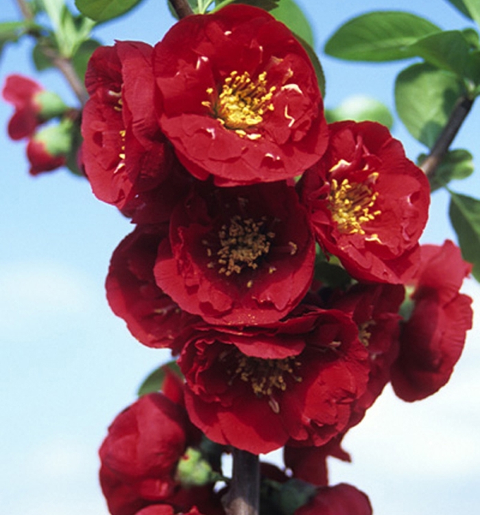 Red Premier™ Flowering Quince - Chaenomeles speciosa ''Red Premier™'' Greredpre (Flowering Quince) from Betty's Azalea Ranch