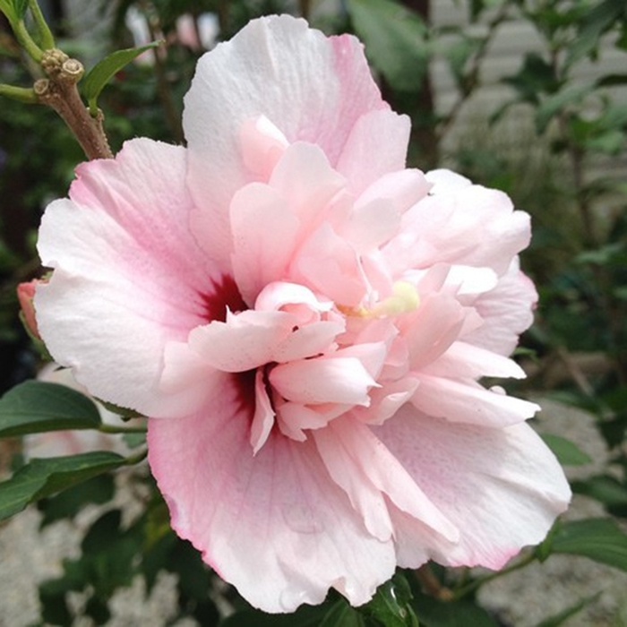 Althea - Hibiscus syriacus 'Strawberry Smoothie' from Betty's Azalea Ranch