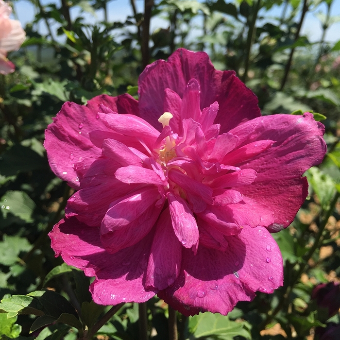 Smoothie™ 'Raspberry Smoothie™' - Hibiscus syriacus (Rose of Sharon) from Betty's Azalea Ranch