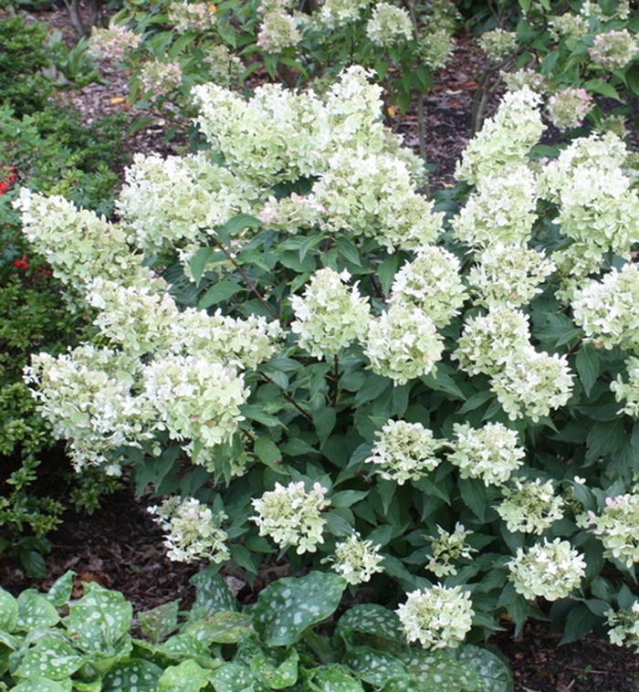 White Caps™ Hydrangea - Hydrangea paniculata ''White Caps™'' Dolly (Hydrangea) from Betty's Azalea Ranch