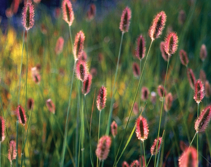 Red Bunny Tails Fountain Grass - Pennisetum messiacum ''Red Bunny Tails'' (Fountain Grass) from Betty's Azalea Ranch