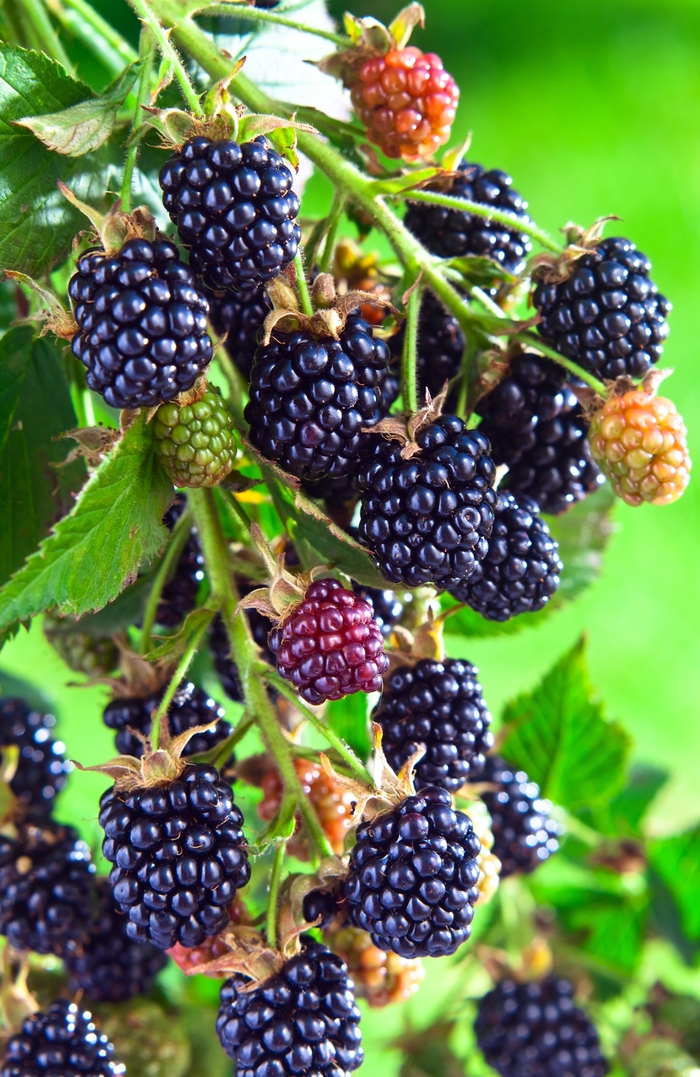 Arapaho Blackberry - Rubus ''Arapaho'' (Blackberry) from Betty's Azalea Ranch