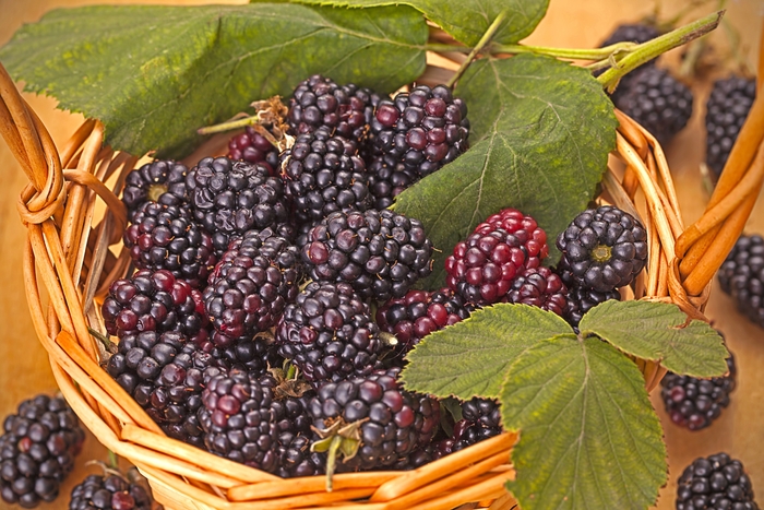Triple Crown Blackberry - Rubus ''Triple Crown'' (Blackberry) from Betty's Azalea Ranch