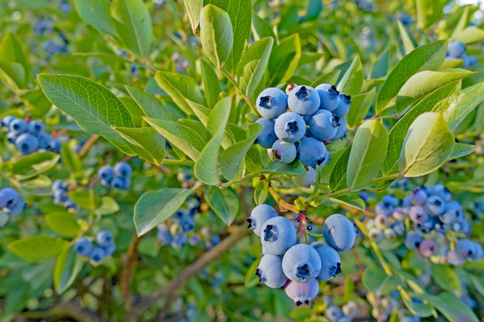Top Hat Dwarf Blueberry - Vaccinium angustifolium ''Top Hat'' (Dwarf Blueberry) from Betty's Azalea Ranch