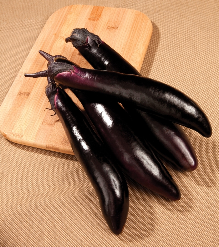 Shikou Eggplant - Solanum melongena ''Shikou'' (Eggplant) from Betty's Azalea Ranch