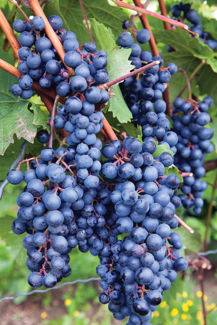 Concord Grape - Vitis labrusca ''Concord'' (Grape) from Betty's Azalea Ranch