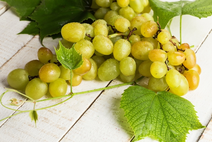 Himrod Seedless Grape - Vitis labrusca ''Himrod'' (Seedless Grape) from Betty's Azalea Ranch