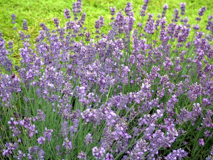 Munstead Lavender - Lavandula angustifolia ''Munstead'' (Lavender) from Betty's Azalea Ranch