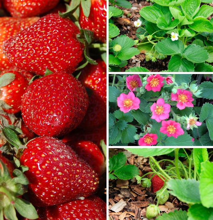 Strawberry - Fragaria Multiple Varieties from Betty's Azalea Ranch