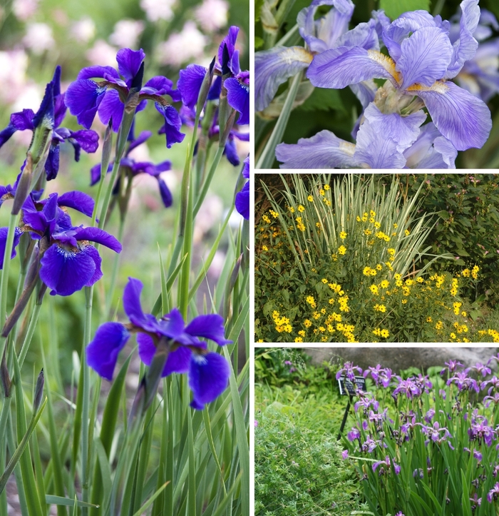 Multiple Varieties Iris - Iris ''Multiple Varieties'' (Iris) from Betty's Azalea Ranch