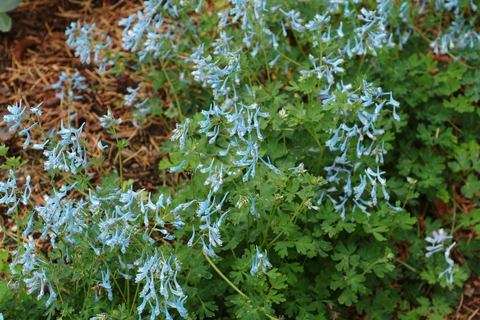 Blue Panda Fumewort - Corydalis flexuosa ''Blue Panda'' (Fumewort) from Betty's Azalea Ranch