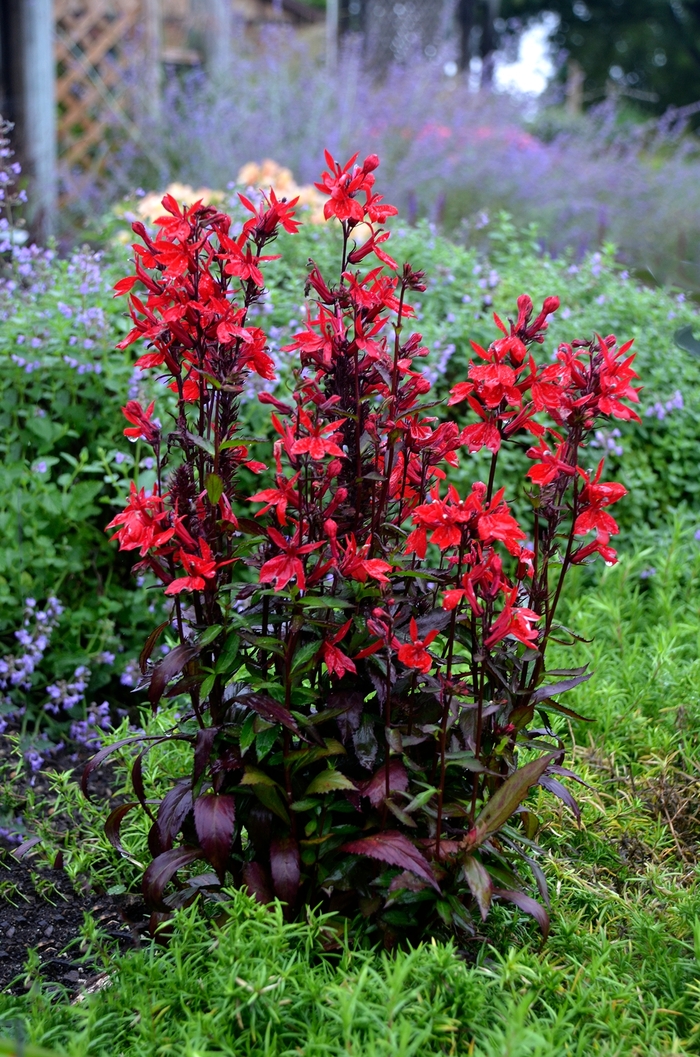 Vulcan Red Cardinal Flower - Lobelia speciosa ''Vulcan Red'' (Cardinal Flower) from Betty's Azalea Ranch
