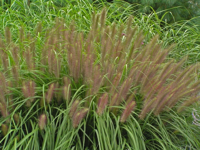 Red Head Fountain Grass - Pennisetum alopecuroides ''Red Head'' (Fountain Grass) from Betty's Azalea Ranch