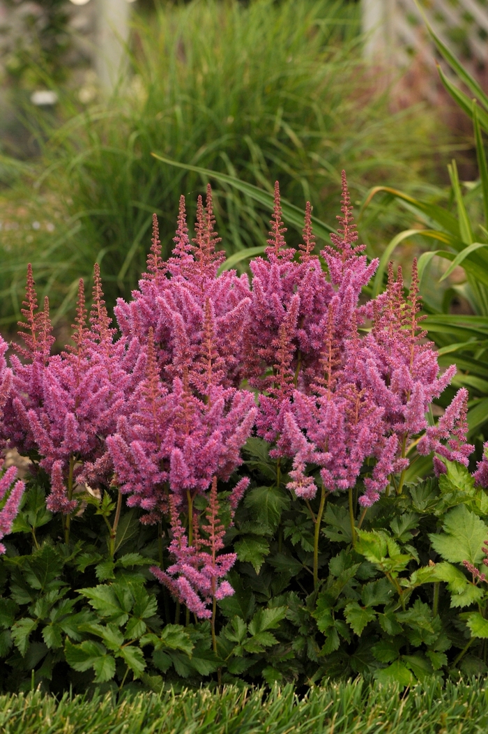 Chinese Astilbe - Astilbe chinensis 'Visions' from Betty's Azalea Ranch