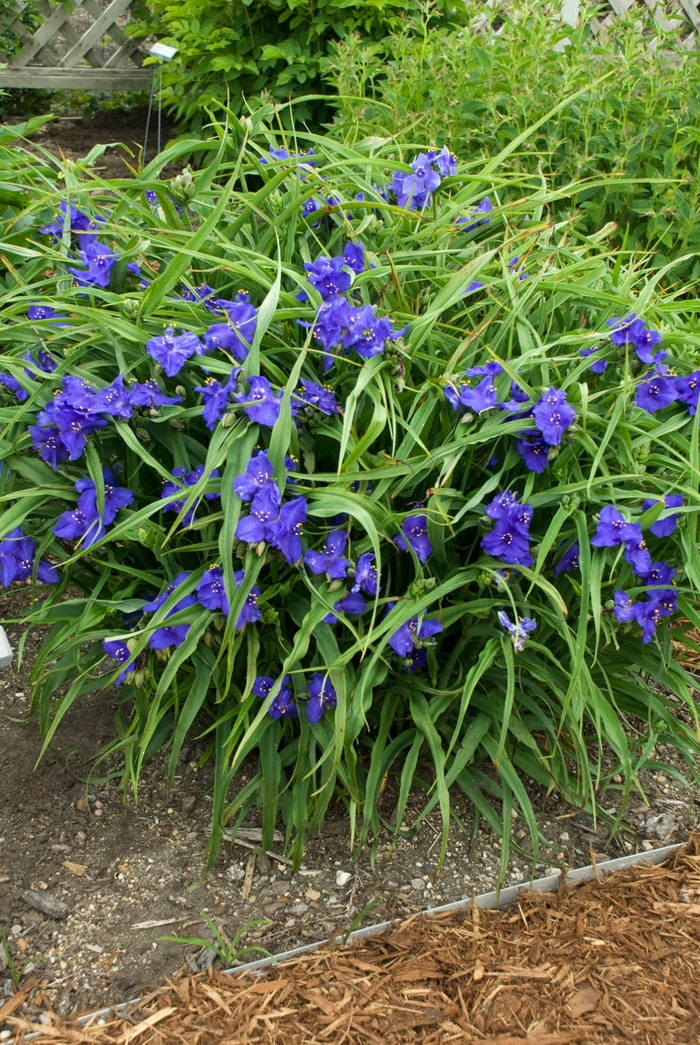 Zwanenburg Blue Spiderwort - Tradescantia andersonii ''Zwanenburg Blue'' (Spiderwort) from Betty's Azalea Ranch