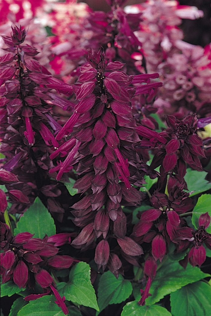 Vista™ Purple - Salvia splendens ''Purple'' (Salvia) from Betty's Azalea Ranch