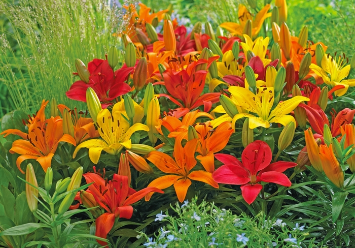 Assorted Asiatic hybrid lilies - Lilium (Assorted Asiatic hybrid lilies) from Betty's Azalea Ranch