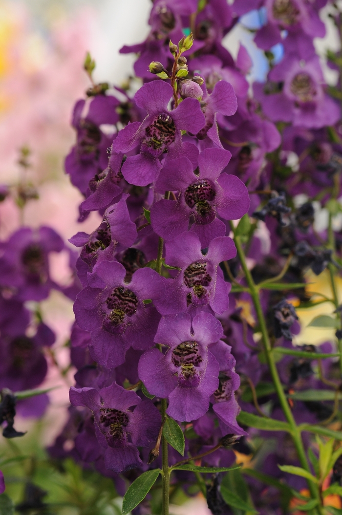 Summer Snapdragon Archangel Dark Purple - Angelonia angustifolia 'Archangel Dark Purple' from Betty's Azalea Ranch