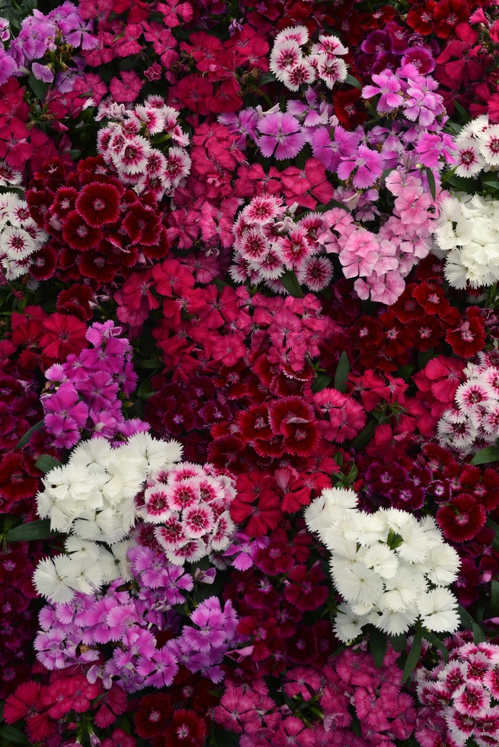 Floral Lace™ Mix - Dianthus chinensis x barbatus from Betty's Azalea Ranch