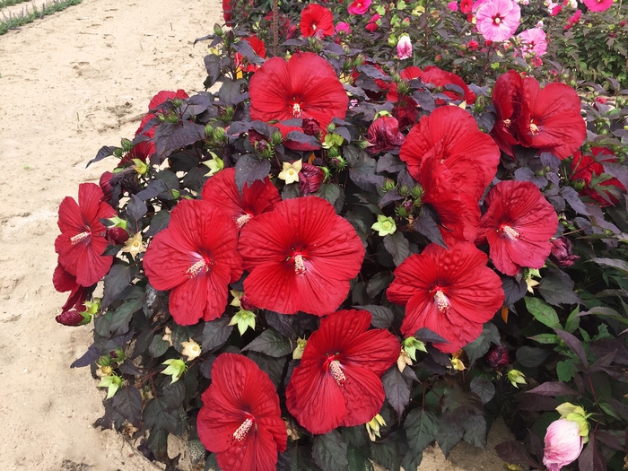 Summerific® Holy Grail - Hibiscus ''Holy Grail'' PPAF (Rose Mallow) from Betty's Azalea Ranch