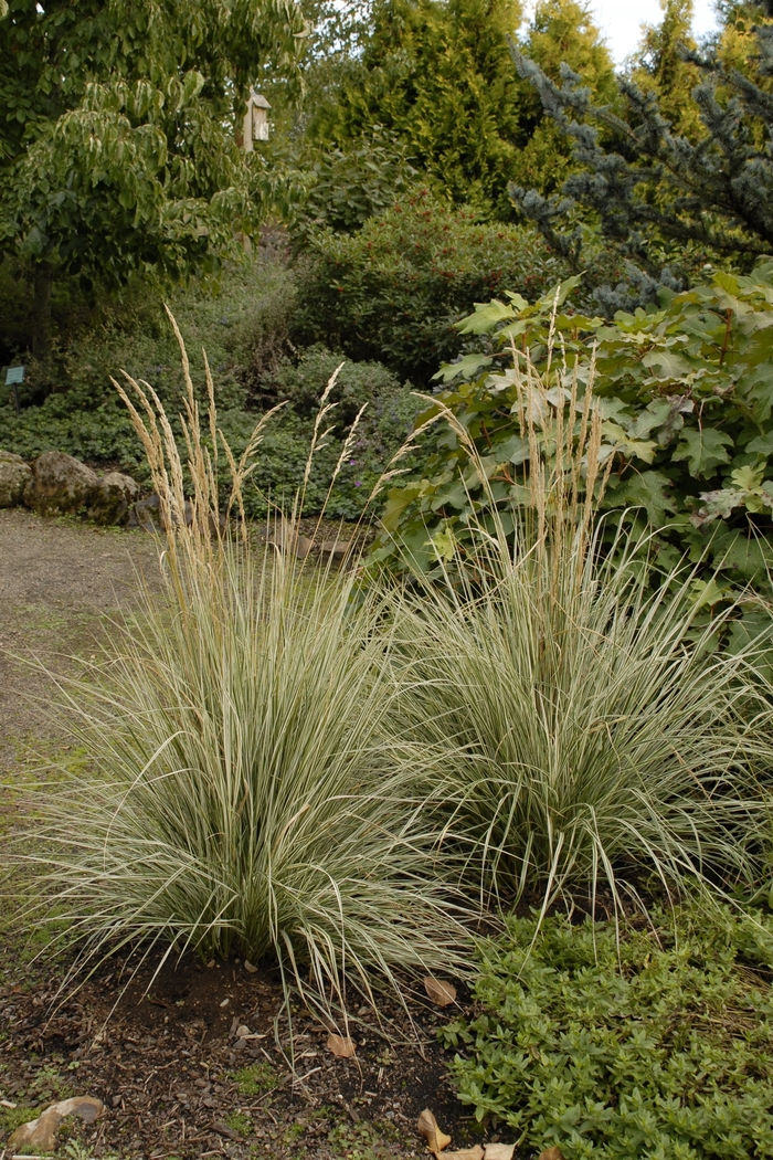 Variegated Feather Reed Grass - Calamagrostis acutiflora 'Overdam' from Betty's Azalea Ranch