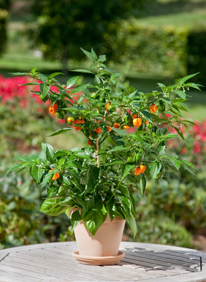 'Habanero' Pepper - Capsicum annuum from Betty's Azalea Ranch