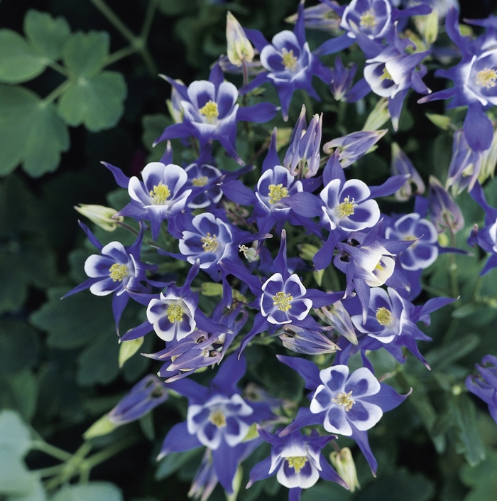 Columbine - Aquilegia vulgaris 'Winky Blue & White' from Betty's Azalea Ranch