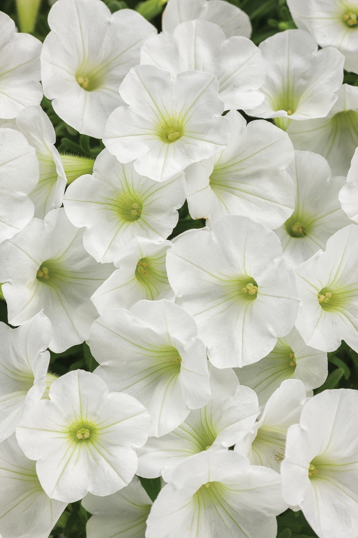 Supertunia® White Charm - Petunia ''USTUN87002'' PPAF,Can PBRAF (Petunia) from Betty's Azalea Ranch