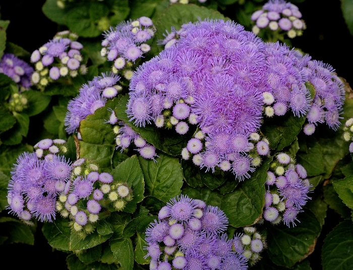 ''Aloha Blue'' Floss Flower - Ageratum houstonianum from Betty's Azalea Ranch