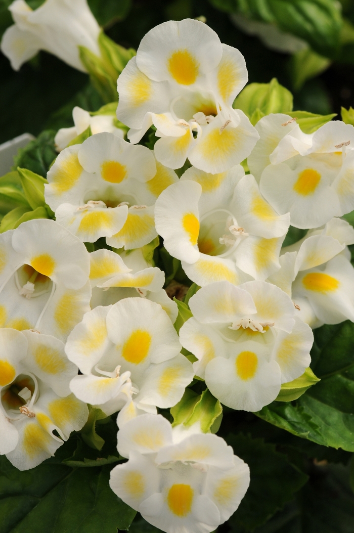 Kauai Lemon Drop Wishbone Flower - Torenia fournieri ''Kauai Lemon Drop'' (Wishbone Flower) from Betty's Azalea Ranch