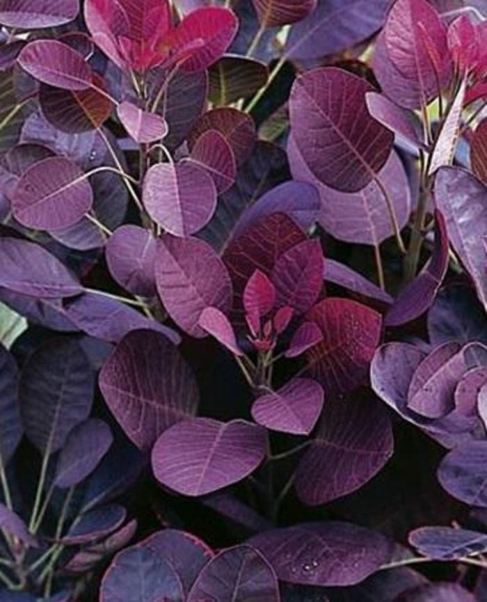 Velveteeny™ Purple Smokebush - Cotinus coggygria ''COTSIDH5'' from Betty's Azalea Ranch