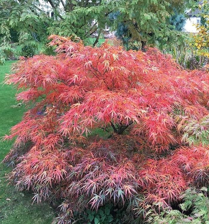 Red Pygmy Japanese Maple - Acer palmatum ''Red Pygmy'' (Japanese Maple) from Betty's Azalea Ranch