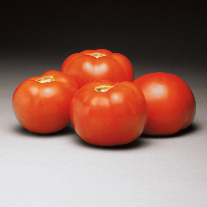 'Better Bush' Tomato - Lycopersicon esculentum from Betty's Azalea Ranch