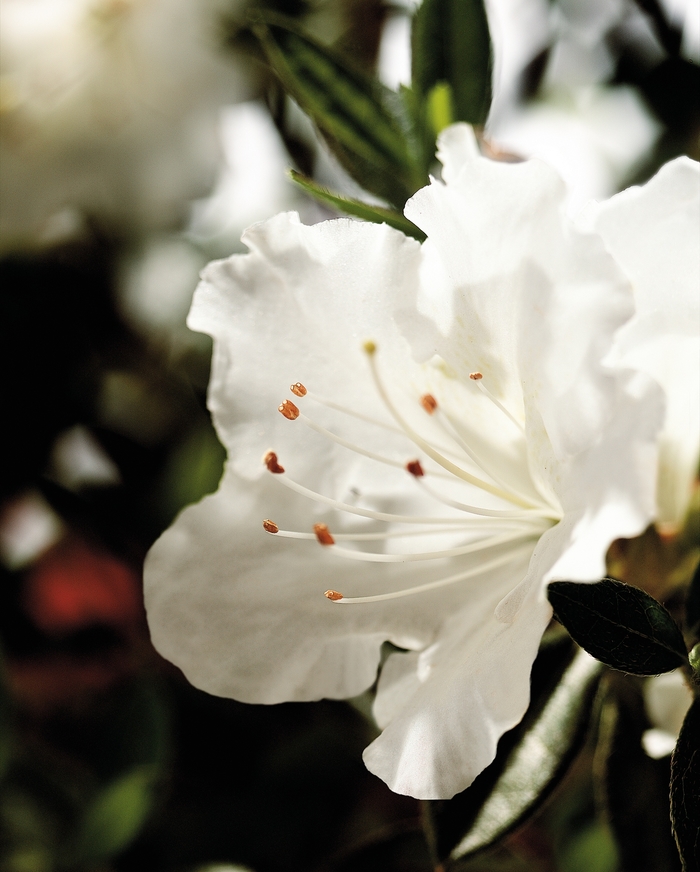 Encore® 'Autumn Angel®' - Rhododendron (Azalea) from Betty's Azalea Ranch