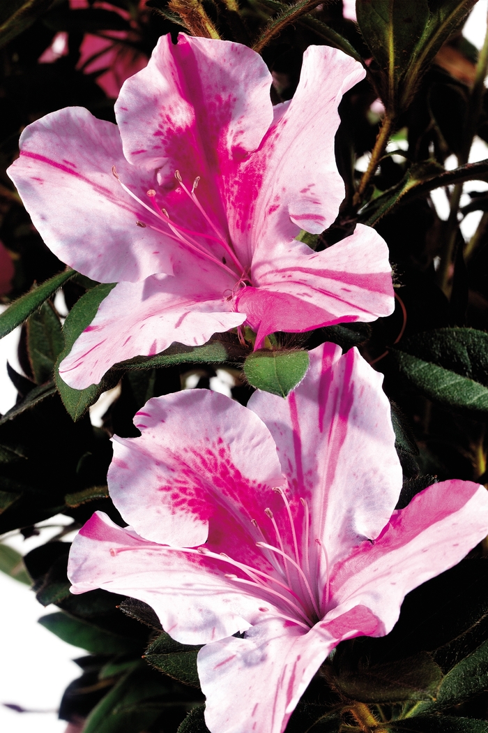 Encore® 'Autumn Twist®' - Rhododendron (Azalea) from Betty's Azalea Ranch