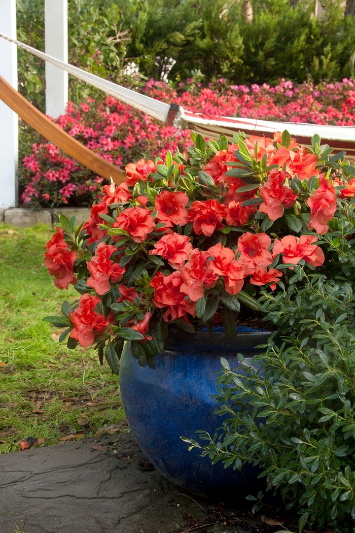 Encore® 'Autumn Embers™' - Rhododendron (Azalea) from Betty's Azalea Ranch