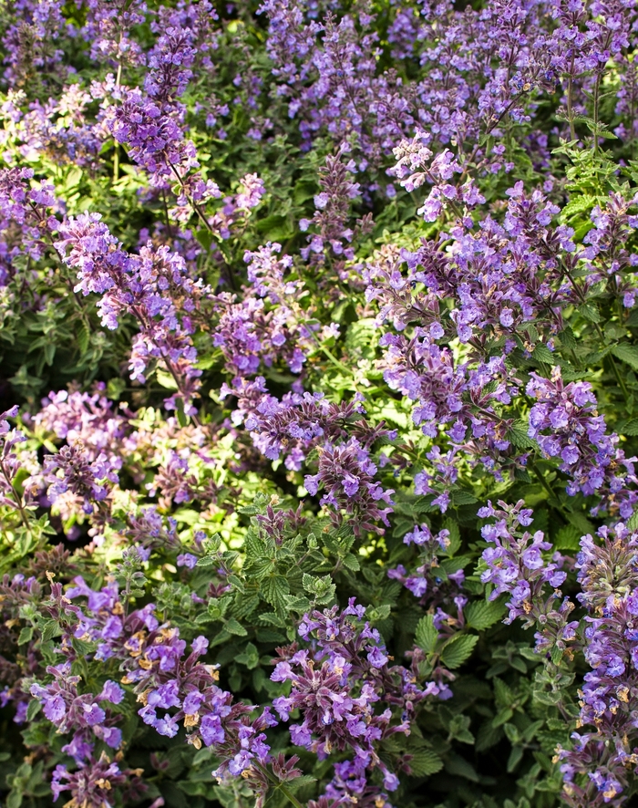 Cat''s Meow Catmint - Nepeta x faassenii ''Cat''s Meow'' PP24472, Can 5098 (Catmint) from Betty's Azalea Ranch