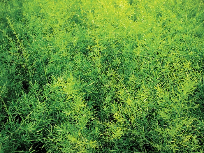 Proven Accents® Sprengeri - Asparagus densiflorus ''Sprengeri'' (Asparagus Fern) from Betty's Azalea Ranch