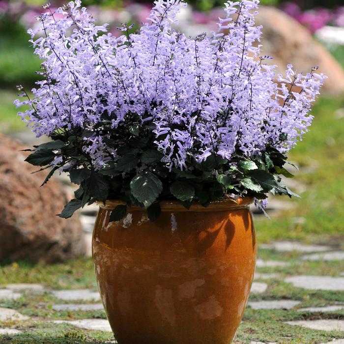 Mona Lavender Plectranthus - Plectranthus ''Mona Lavender'' (Plectranthus) from Betty's Azalea Ranch