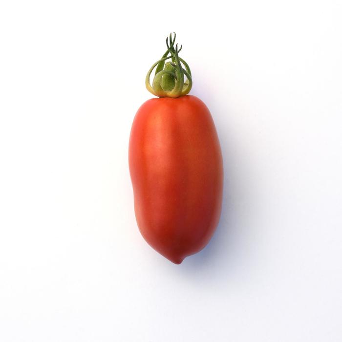 'San Marzano' Tomato - Lycopersicon esculentum from Betty's Azalea Ranch