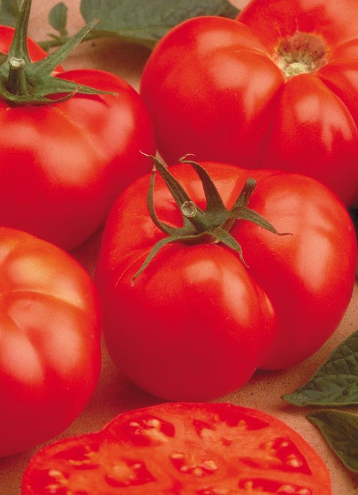 'Beefmaster' Tomato - Lycopersicon esculentum from Betty's Azalea Ranch