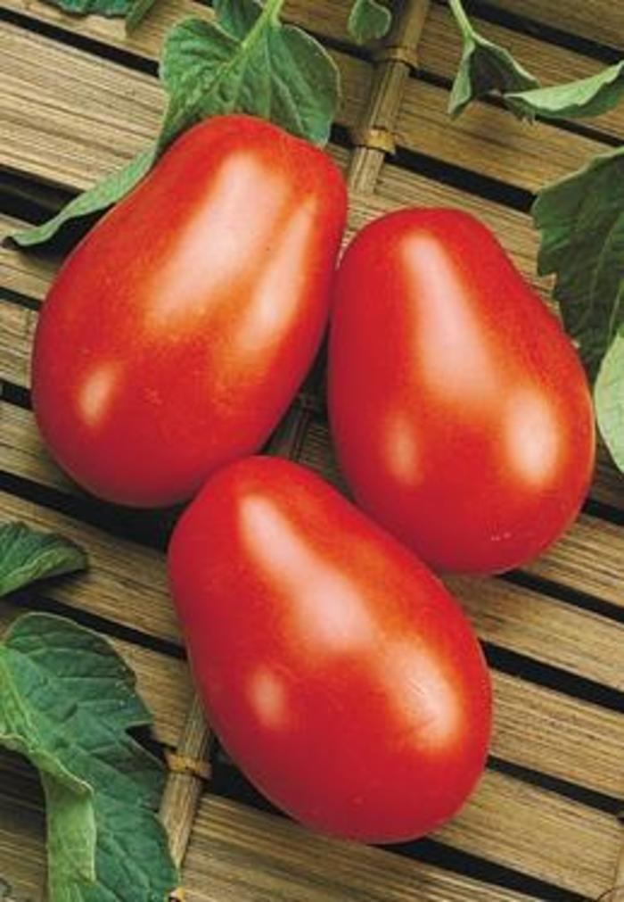 'La Roma' Tomato - Lycopersicon esculentum from Betty's Azalea Ranch