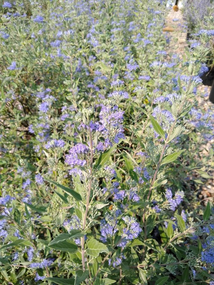 Blue Mist Bluebeard - Caryopteris x clandonensis ''Blue Mist'' (Bluebeard) from Betty's Azalea Ranch