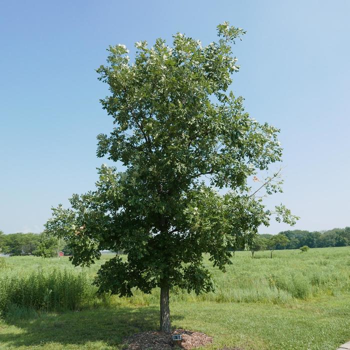 Bur Oak - Quercus macrocarpa (Bur Oak) from Betty's Azalea Ranch