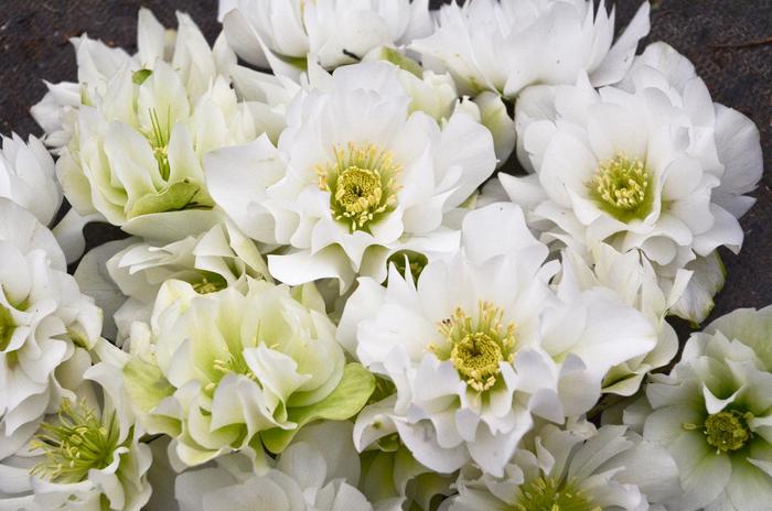 Wedding Party® Wedding Bells - Helleborus (Lenten Rose) from Betty's Azalea Ranch